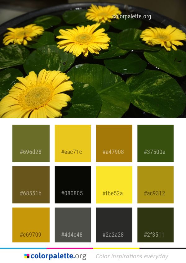 Flower Yellow Flora Color Palette