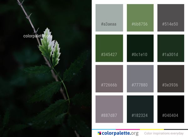 Leaf Plant Flora Color Palette