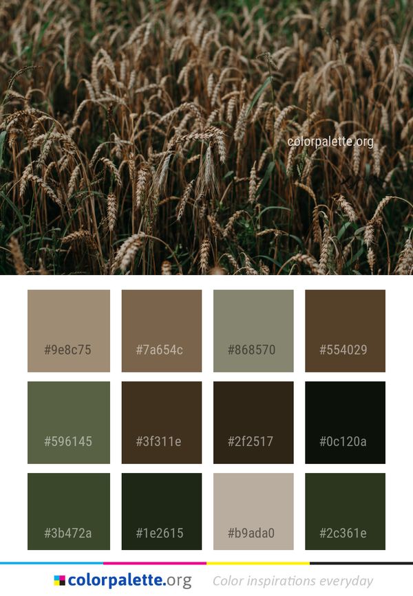 Crop Grass Family Wheat Color Palette