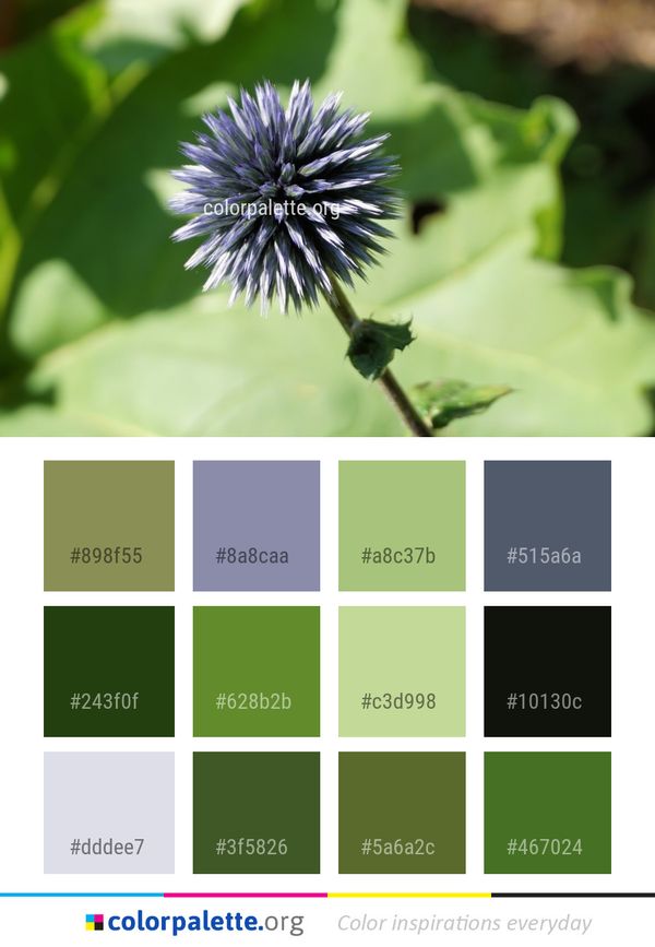 Flower Flora Plant Color Palette