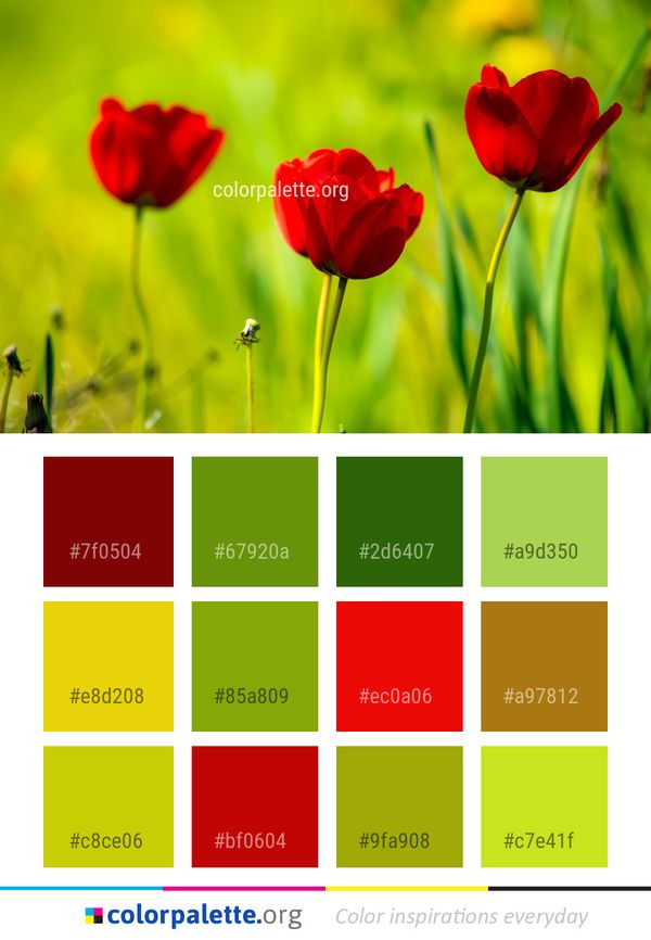 Flower Red Wildflower Color Palette