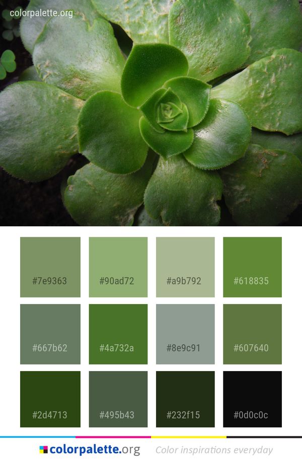 Plant Flora Flower Color Palette
