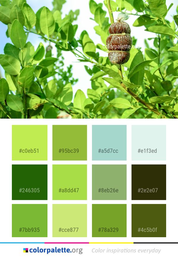 Plant Tree Branch Color Palette