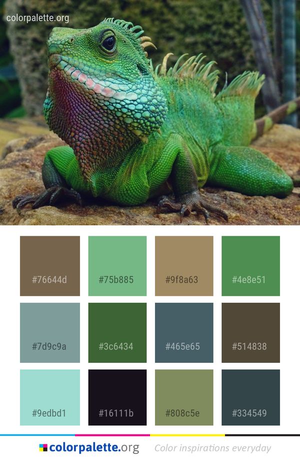 Reptile Terrestrial Animal Lacertidae Color Palette