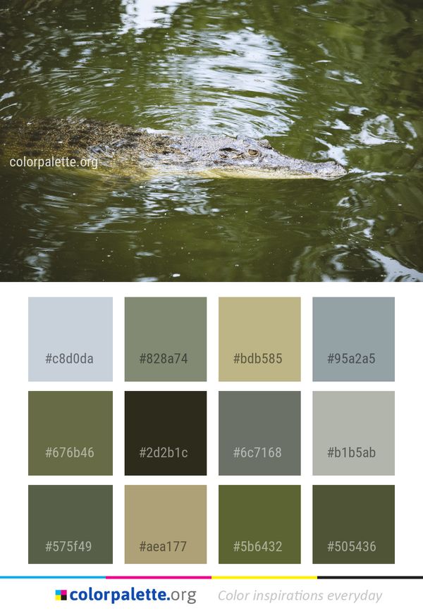 Water Crocodilia Fauna Color Palette
