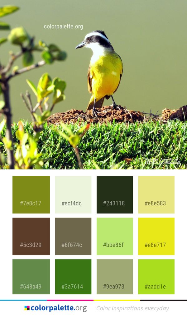 Bird Fauna Beak Color Palette