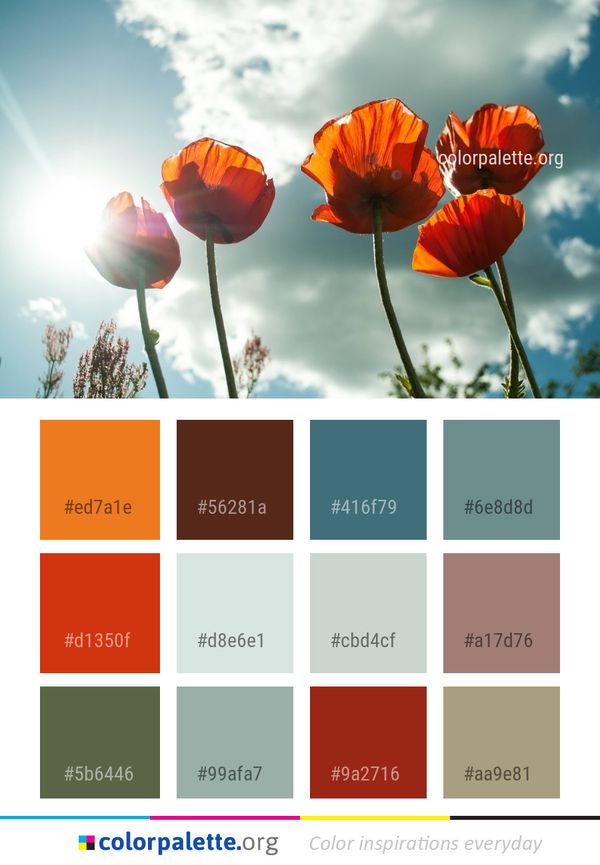 Flower Sky Wildflower Color Palette