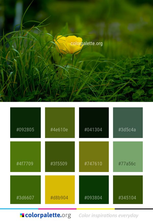 Flower Yellow Wildflower Color Palette