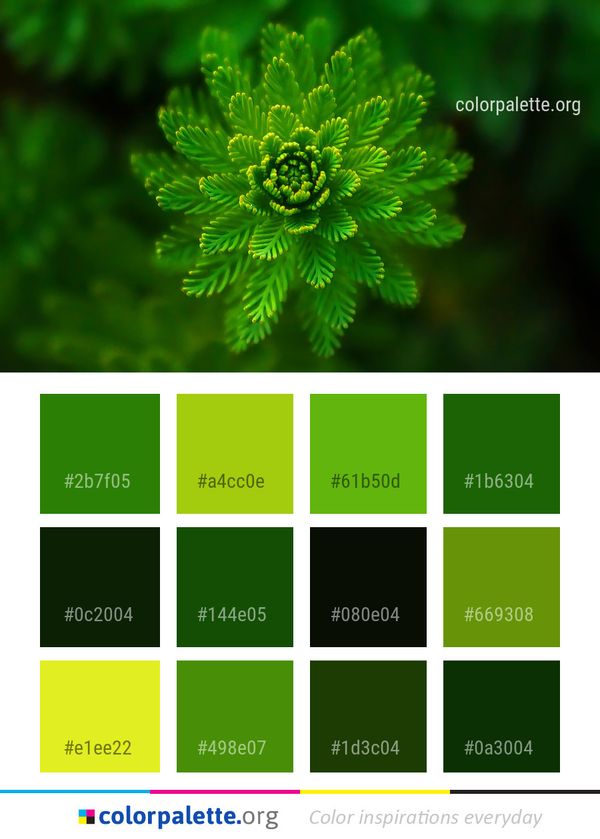 Green Flower Vegetation Color Palette