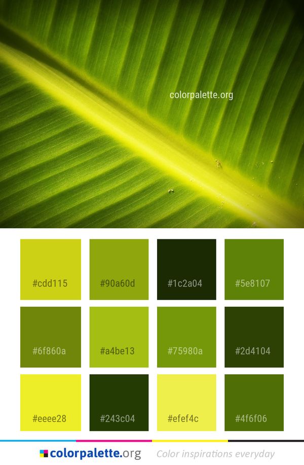 Leaf Green Banana Color Palette