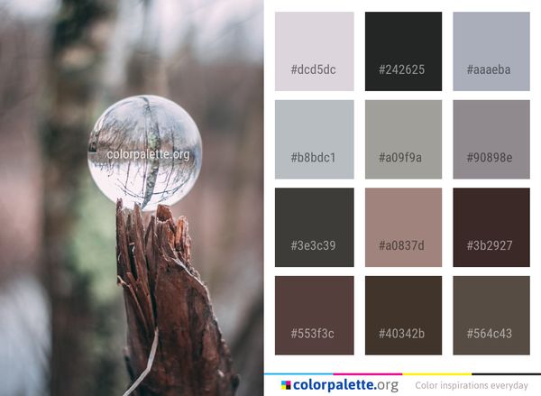 Macro Photography Branch Tree Color Palette