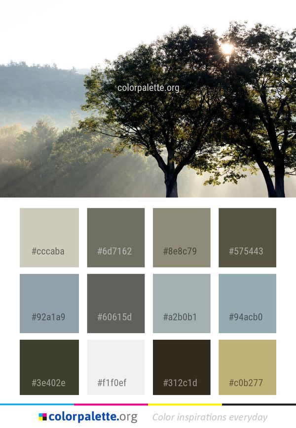 Tree Woody Plant Sky Color Palette