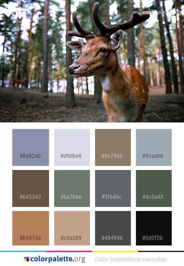 Wildlife Deer Fauna Color Palette