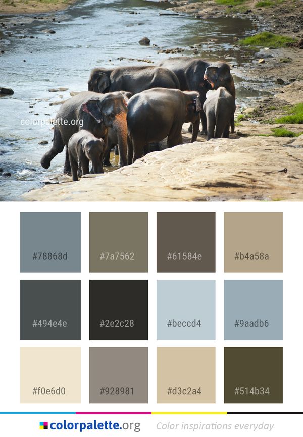 Elephants And Mammoths Elephant Indian Color Palette
