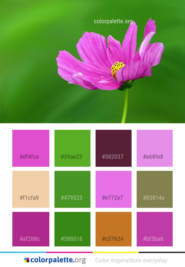 Flower Garden Cosmos Flora Color Palette