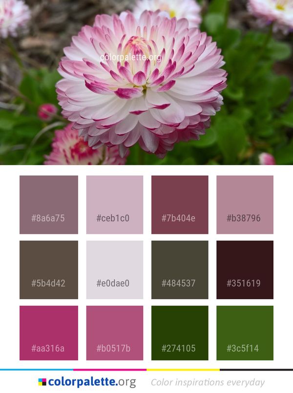 Flower Pink Plant Color Palette