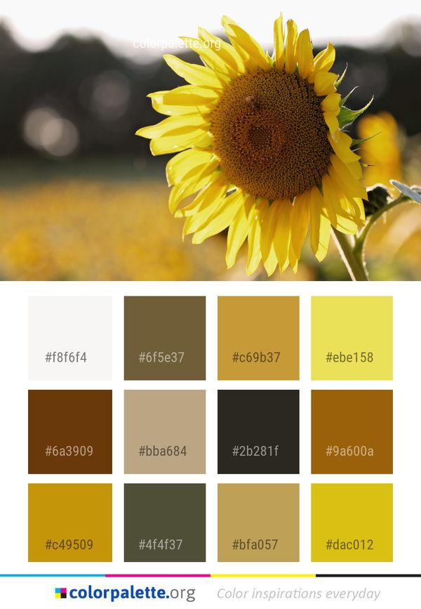 Flower Sunflower Yellow Color Palette