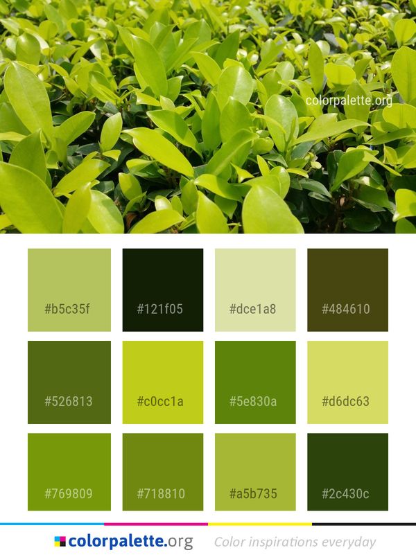 Plant Leaf Grass Color Palette