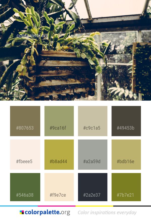 Plant Leaf Tree Color Palette