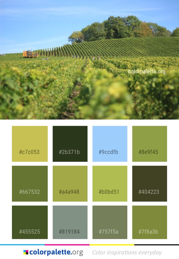 Agriculture Vineyard Sky Color Palette