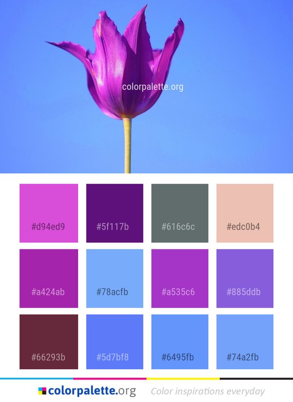 Flower Purple Plant Color Palette