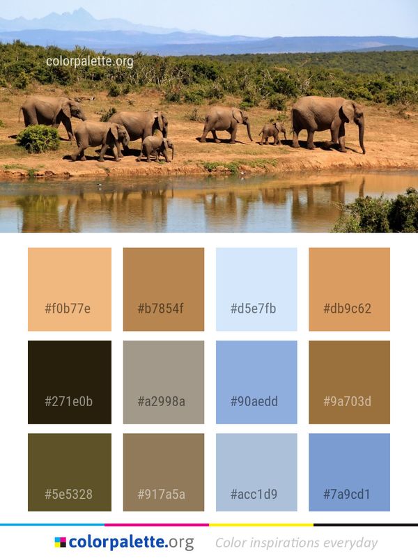 Wildlife Elephants And Mammoths Elephant Color Palette