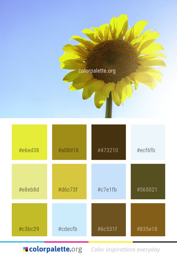 Flower Sunflower Yellow Color Palette
