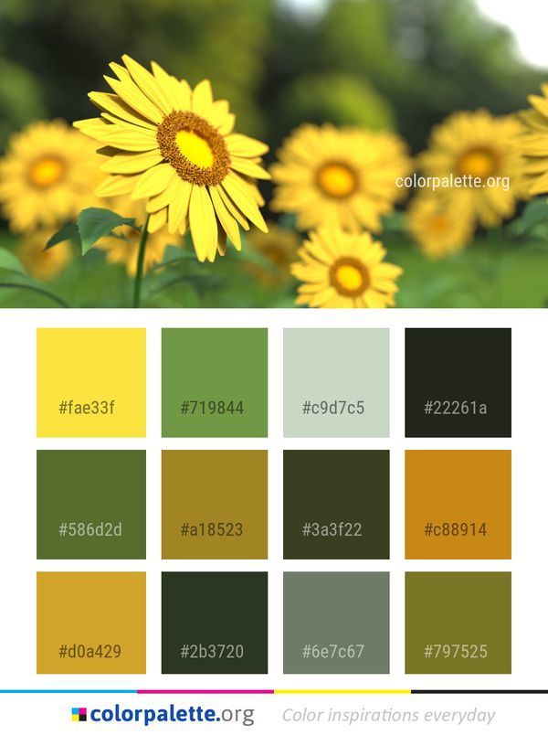 Flower Yellow Sunflower Color Palette