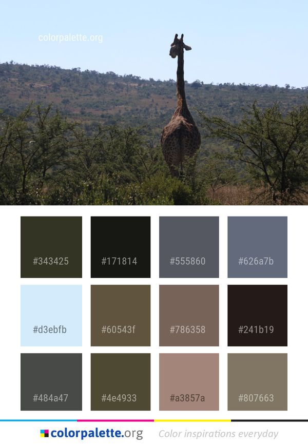Giraffe Giraffidae Fauna Color Palette