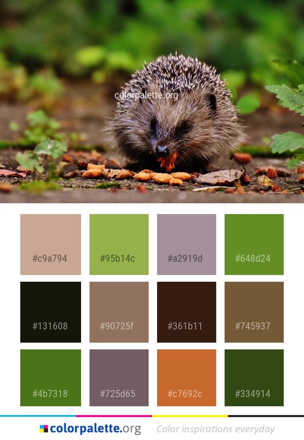 Hedgehog Domesticated Mammal Color Palette