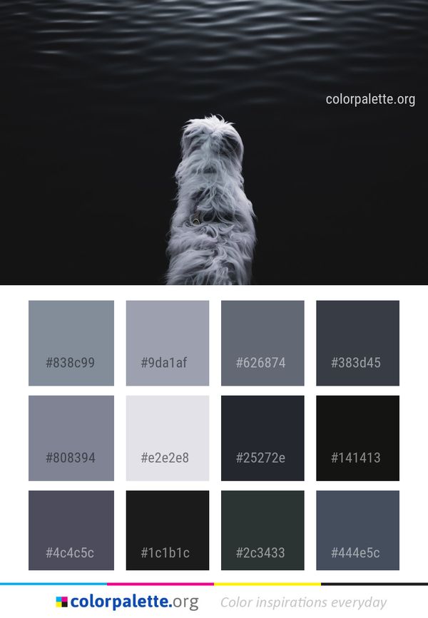 Water Dog Like Mammal Darkness Color Palette