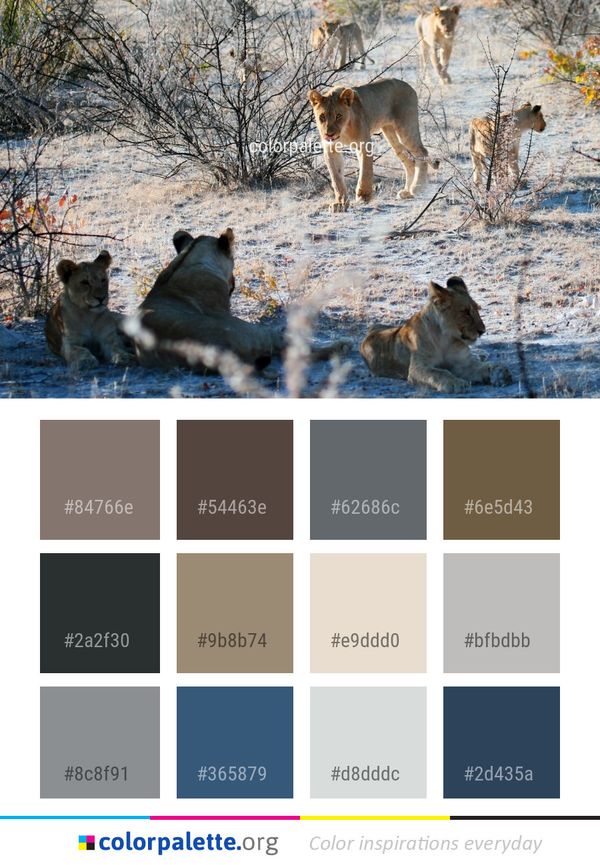 Wildlife Mammal Lion Color Palette